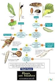 Bugs On Bushes Identification Chart An