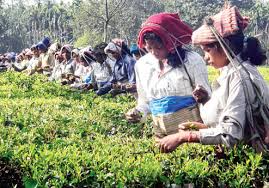 TMC union to hold garden survey  - Trinamul wing plans to check if tea estate dwellers get benefits from govt