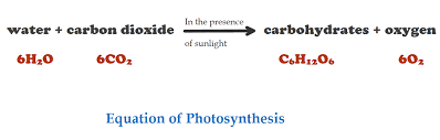 process of photosynthesis 5 advantages