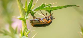 how to get rid of june bugs on plants fast