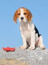 pocket beagles tiny and miniature