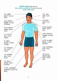 If palli (lizard) fells on the left chest, it denotes gain / profit and for right chest happy / comfort. Tamil Katpoam Posts Facebook