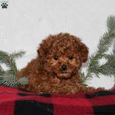prancer toy poodle puppy in