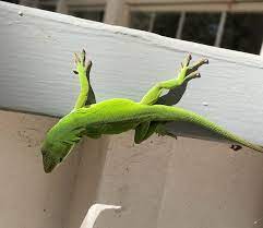 is this lizard a chameleon or an anole