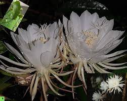 scented kadupul flowers rare