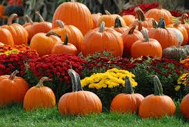 fall scene with pumpkins wallpapers