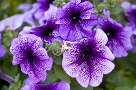 14 Great Landscape Plants With Purple Flowers