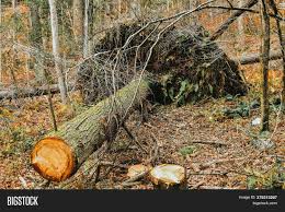 The best way to get rid of a fallen tree. Large Fallen Tree That Image Photo Free Trial Bigstock