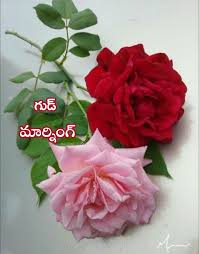 Good Morning Flowers Pictures