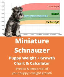 miniature schnauzer weight growth chart