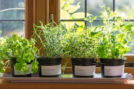 How To Grow Herbs Indoors This Winter