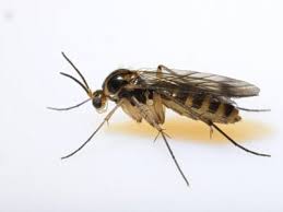 Identifying Fungus Gnats How To Get