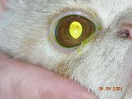 Treatment involves identifying the cause and prescribing medication to reduce pain and pressure inside the eye. Feline Herpes Northwest Animal Eye Specialists Kirkland Wa