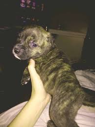 Pit bull, it merely comes down to personal preference. Staffordshire Bull Terrier Rottweiler Mix Puppies Petclassifieds Com