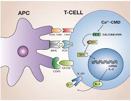 calcineurin inhibitors in lupus nephritis