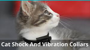 A cat shock collar is a type of physical punishment for pet cats. Electric Shock Collars For Cats And Kittens Are They Safe Best Ones
