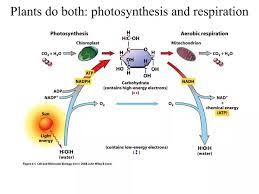 Ppt Plants Do Both Photosynthesis