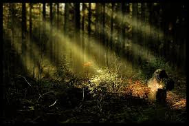 Wald der Mysterien - Bild \u0026amp; Foto von Dana Neu aus Wald ... - wald-der-mysterien-b5285185-2cba-45d2-9032-dad6c2f91661
