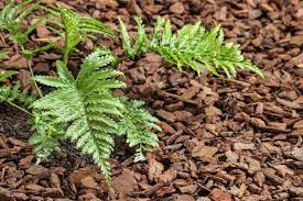 how to get rid of unwanted ferns the