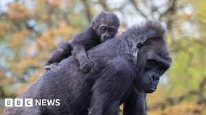 Bristol Zoo S Hand Reared Baby Gorilla