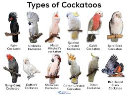 Cockatoo Facts Types Care As Pets Price Pictures