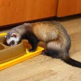 What cooked meat can ferrets eat?