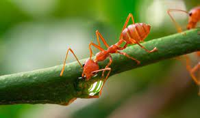 Ants In Vegetable Garden 6