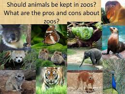   Reasons that Zoos are Critically Important for Conservation   Dr     