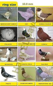 Ring Size Chart Imported Pigeon Rings In Pakistan