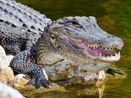 Alligator blood inhibits key toxin in snake venom, study shows - ABC News
