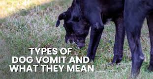 types of dog vomit what they mean