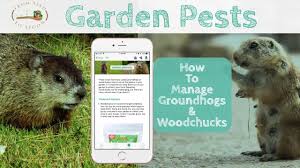 how to manage groundhogs woodchucks in