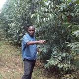 Image result for Eucalyptus Seed For Sale In Uganda