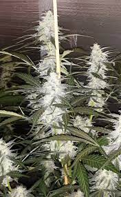 The amsterdam seed center has selected only the very best in cannabis genetics and aims to be the best source to order cannabis seeds online. Ak 48 Auto Feminized New Holland Seed Bank