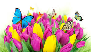 tulips flowers erflies colorful