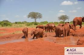 3530 kostenlose bilder zum thema elefanten. Elefanten Sind Herdentiere Deshalb Ist Der Kontakt Zu Ihren Artgenossen Sehr Wichtig Elefanten Elefant Tiere
