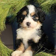 These puppies are personable, kind and adorable! Mini Bernedoodle Puppies For Sale Greenfield Puppies