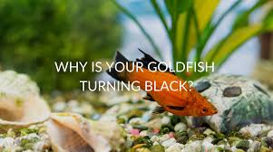 your goldfish is turning black