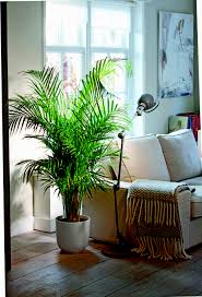 12 Indoor Plants That Clean The Air And
