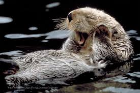 sea otter wallpapers for desktop