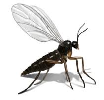 The larvae of the bathroom fly live in the sludge of your sink and tub drains. Gnats How To Get Rid Of Gnats In Your House Orkin