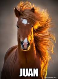 50 juan memes ranked in order of popularity and relevancy. Juan Ridiculously Photogenic Horse Make A Meme
