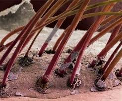 demodex mites on eyelashes