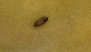 carpet beetles pests