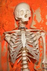 what percene of bones in the body