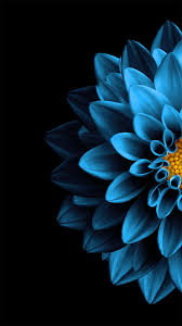 blue flower 8k ultra hd amoled