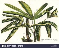 Broadleaf lady palm, Rhapis excelsa (Rhapis flabelliformis foliis ...