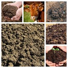 organic natural dried cow manure dung