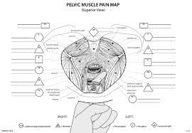 pelvic muscle map map 2 identifying