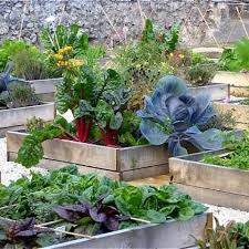 Vegetable Garden In Pots In Your House